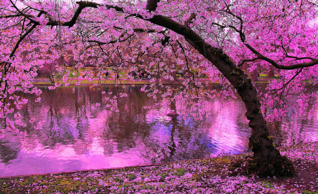 tree, flower, beauty in nature, branch, water, nature, pink color, growth, tranquility, tranquil scene, scenics, reflection, park - man made space, blossom, freshness, purple, outdoors, lake, day, idyllic