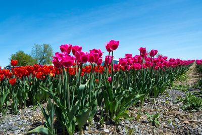 Close-up of pink tulips on field against sky