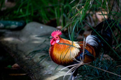 Close-up of rooster on land