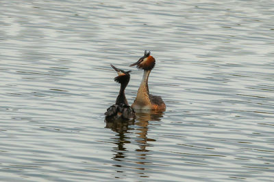 Birds swimming on lake