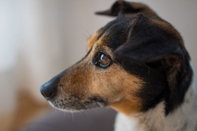 Close-up of dog looking away