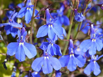 Close-up of purple flowering plants