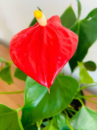 Close-up of red rose flower