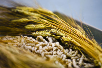 Close-up of pasta and wheat on table