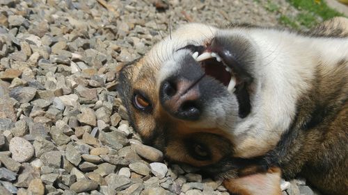 Close-up of dog