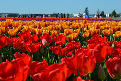 Close-up of red tulips in field