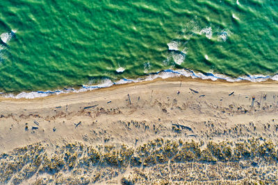 Close-up of plants on beach