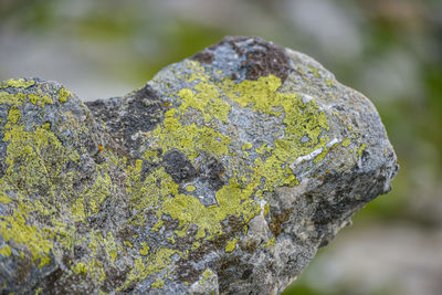Close-up of rock with lichen