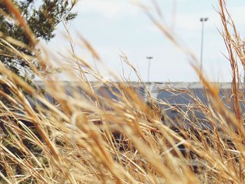 Close-up of stalks in field against sky