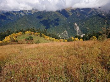 Scenic view of field against sky