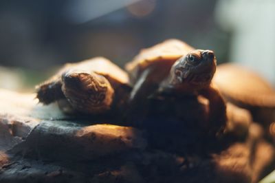 Close-up of a turtle