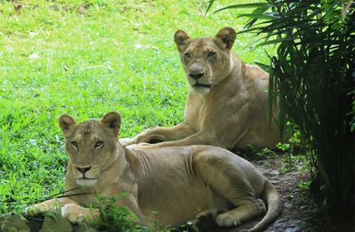 Lions relaxing in a forest