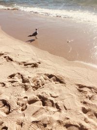 High angle view of seagulls on beach