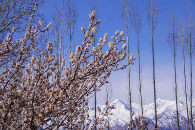 Low angle view of cherry blossoms against sky during winter