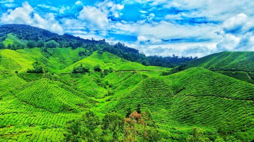 Scenic view of agricultural field against sky