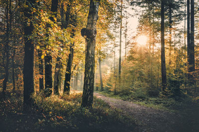 Sunlight streaming through trees in forest