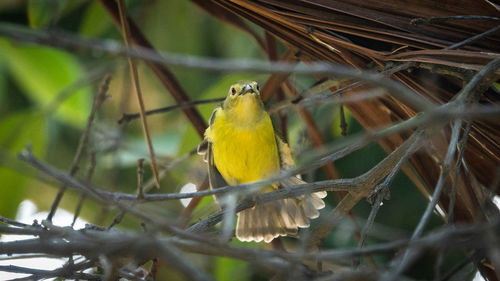 Bird perching on a branch