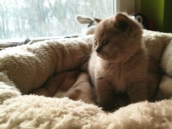 Sheep relaxing at home