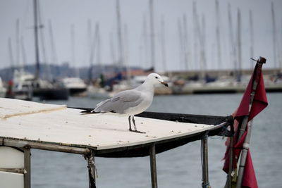 Seagull perching on a boat
