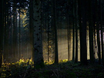 Pine trees in forest at night