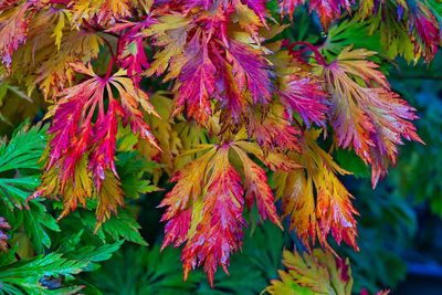Close-up of autumnal leaves
