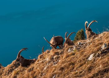 Ibex in the mountains