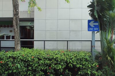 Close-up of plants against building