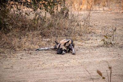 Close-up of wild dog on field