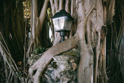 Close-up of tree trunk