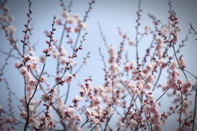 Low angle view of flowers blooming on tree