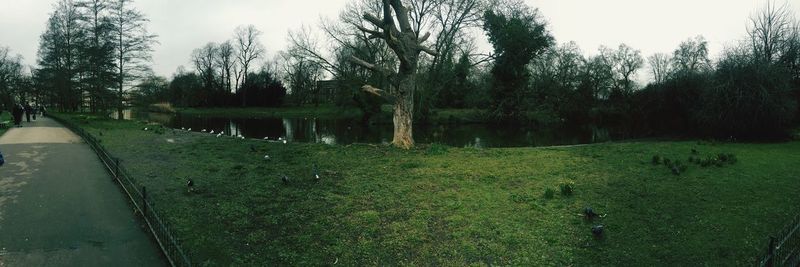 Scenic view of trees on field against sky