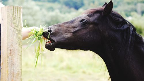 Close-up of a horse