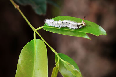 Close-up of insect on plant