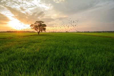 Scenic view of agricultural field against sky at sunset