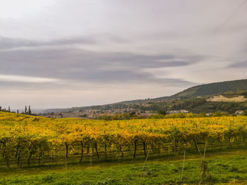 Scenic view of oilseed rape field against sky