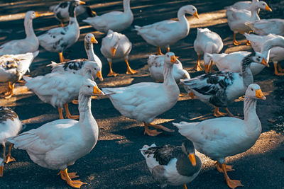 High angle view of ducks