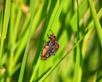 Close-up of insect on plant