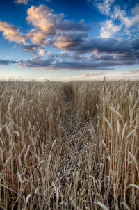 Scenic view of field against cloudy sky