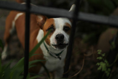 Portrait of dog