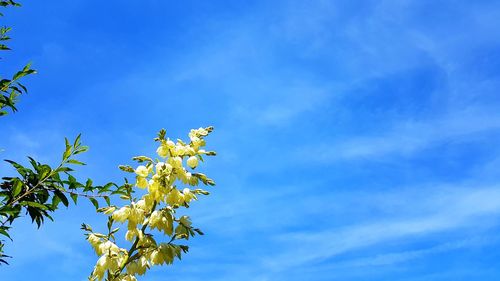 Low angle view of flowering plant against blue sky