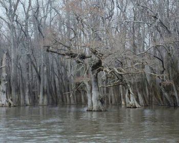 Bare trees in water