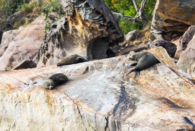 High angle view of seals relaxing on rock formation