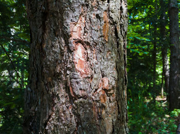 Close-up of heart shape on tree trunk