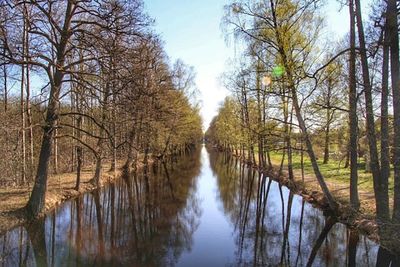 Reflection of trees in water