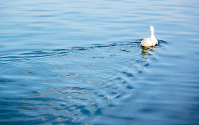 Bird swimming in lake