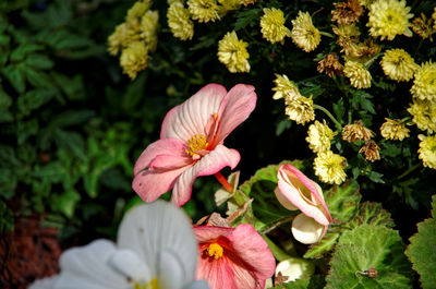 High angle view of pink flowering plants