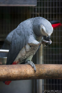 Close-up of bird