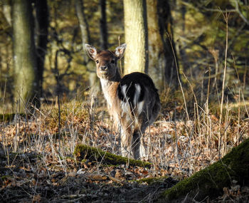 Horse standing on land in forest