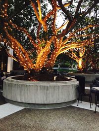 Illuminated trees at night