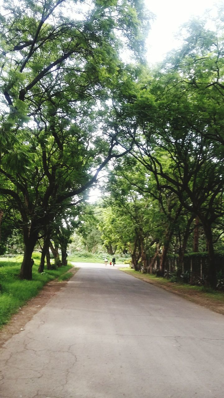 tree, the way forward, diminishing perspective, road, vanishing point, transportation, growth, treelined, tranquility, nature, green color, empty road, empty, footpath, tranquil scene, branch, long, street, day, beauty in nature